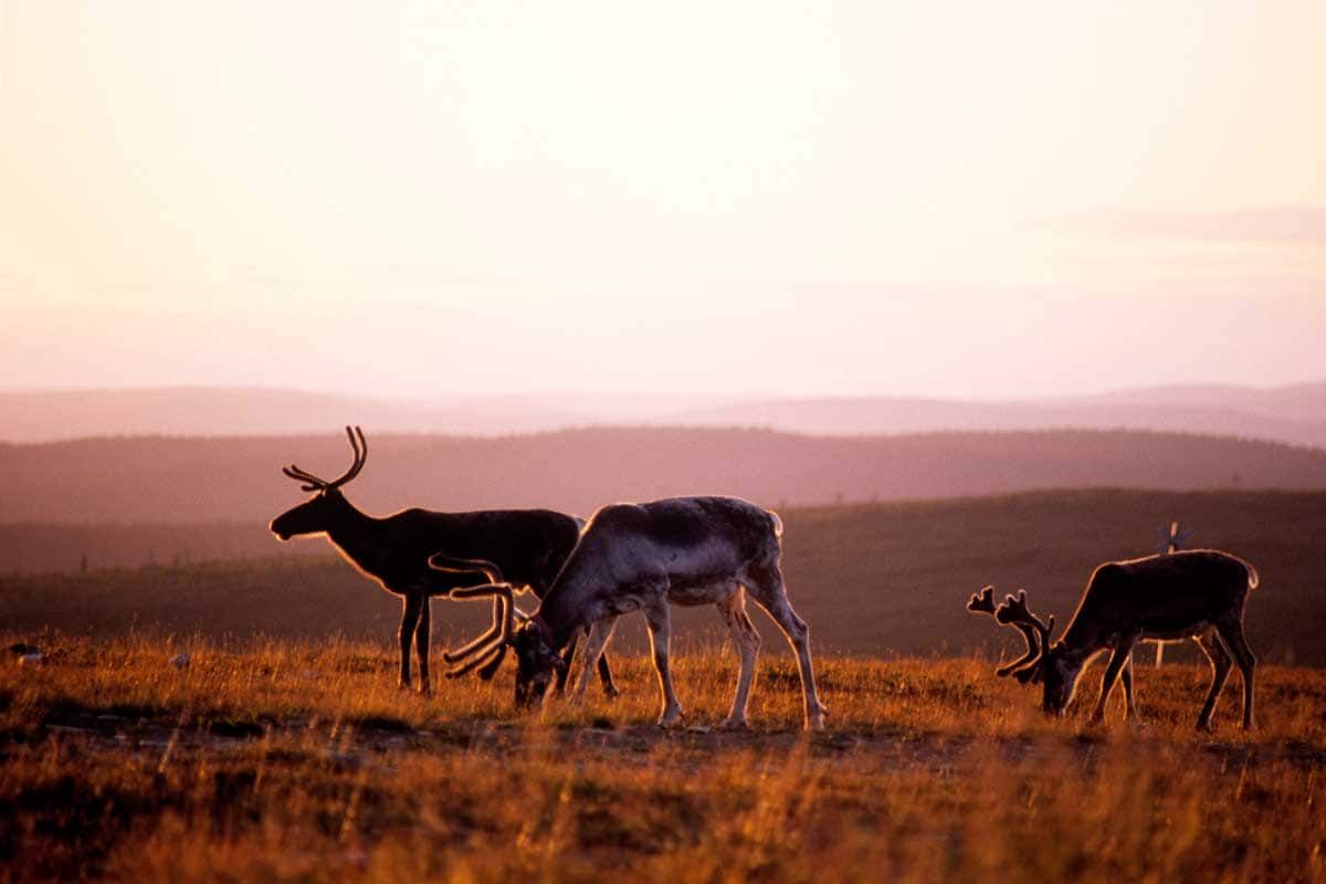 Circuit La grande traversée de la Scandinavie pas cher photo 1