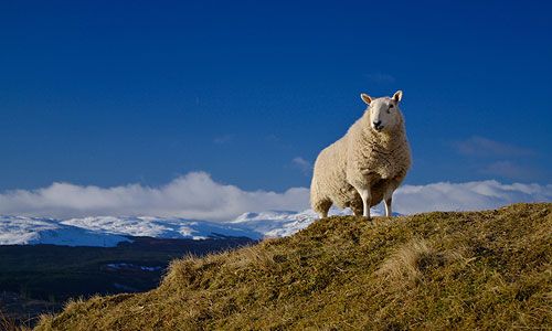 INDISPENSABLE ECOSSE pas cher photo 3