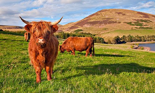 INDISPENSABLE ECOSSE pas cher photo 9