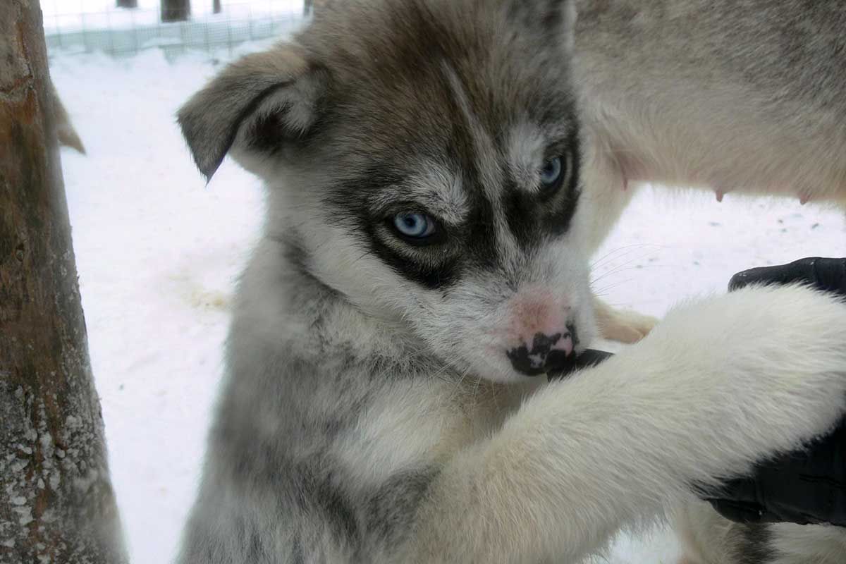 Séjour Magie des Fêtes à Ivalo - Noël à Ivalo (7 nuits) pas cher photo 2