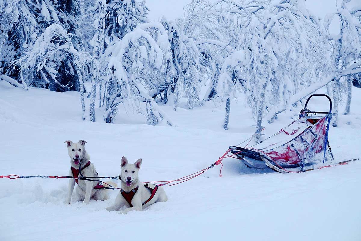 Séjour Magie des Fêtes à Ivalo - Noël à Ivalo (7 nuits) pas cher photo 5