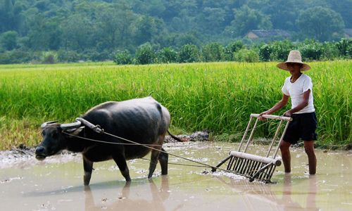 LUMIERES DE CHINE pas cher photo 7
