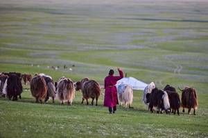 Mongolie Intimiste - Départ Festival des Yaks pas cher photo 2