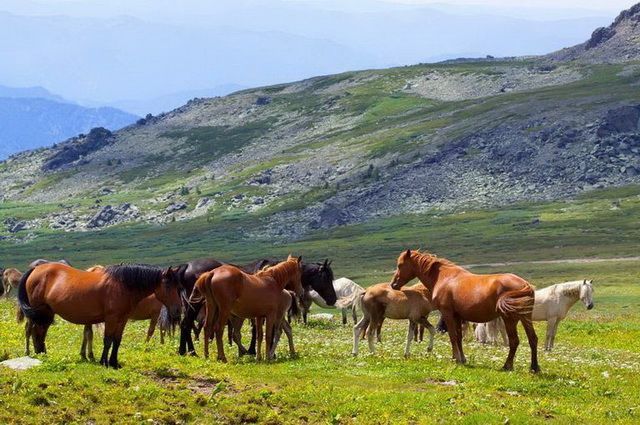 Mongolie Intimiste - Départ Festival des Yaks pas cher photo 12