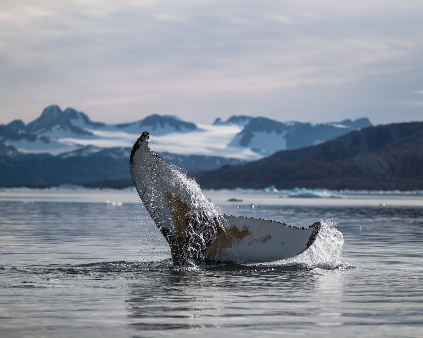 EPOPEE EN TERRE INUIT - GROENLAND - 10J/9N pas cher photo 5