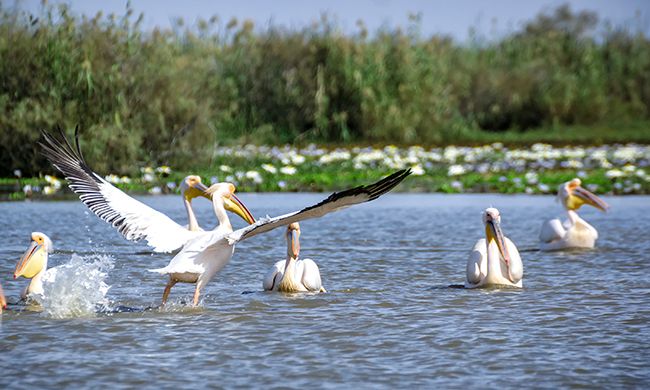 INDISPENSABLE SENEGAL pas cher photo 1