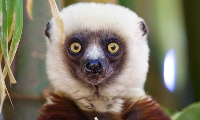 CONFIDENTIEL MADAGASCAR pas cher photo 7