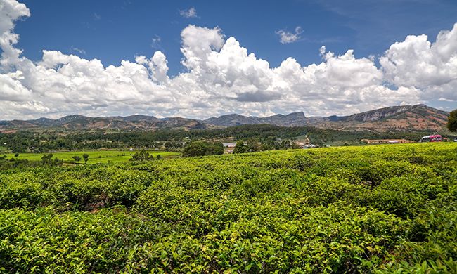 CONFIDENTIEL MADAGASCAR pas cher photo 11