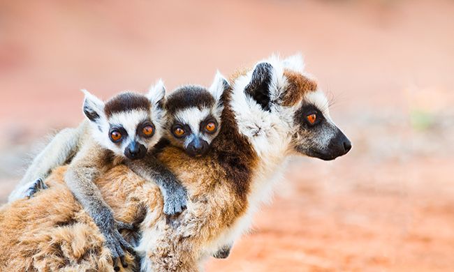 CONFIDENTIEL MADAGASCAR + IFATY pas cher photo 8