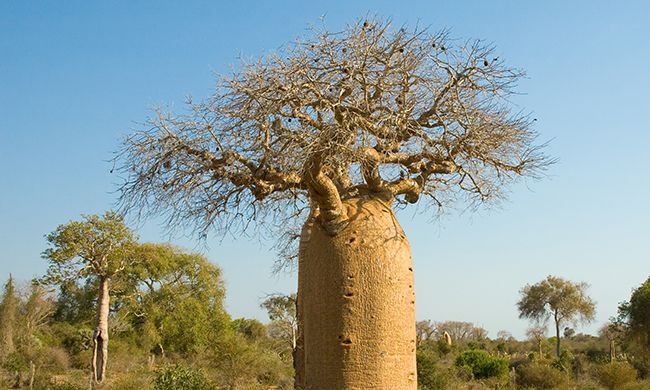 CONFIDENTIEL MADAGASCAR + IFATY pas cher photo 12