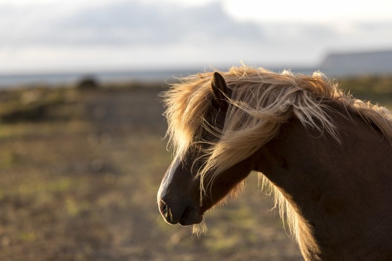 A la Découverte des Terres d'Islande pas cher photo 4