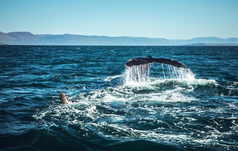 A la Découverte des Terres d'Islande pas cher photo 5