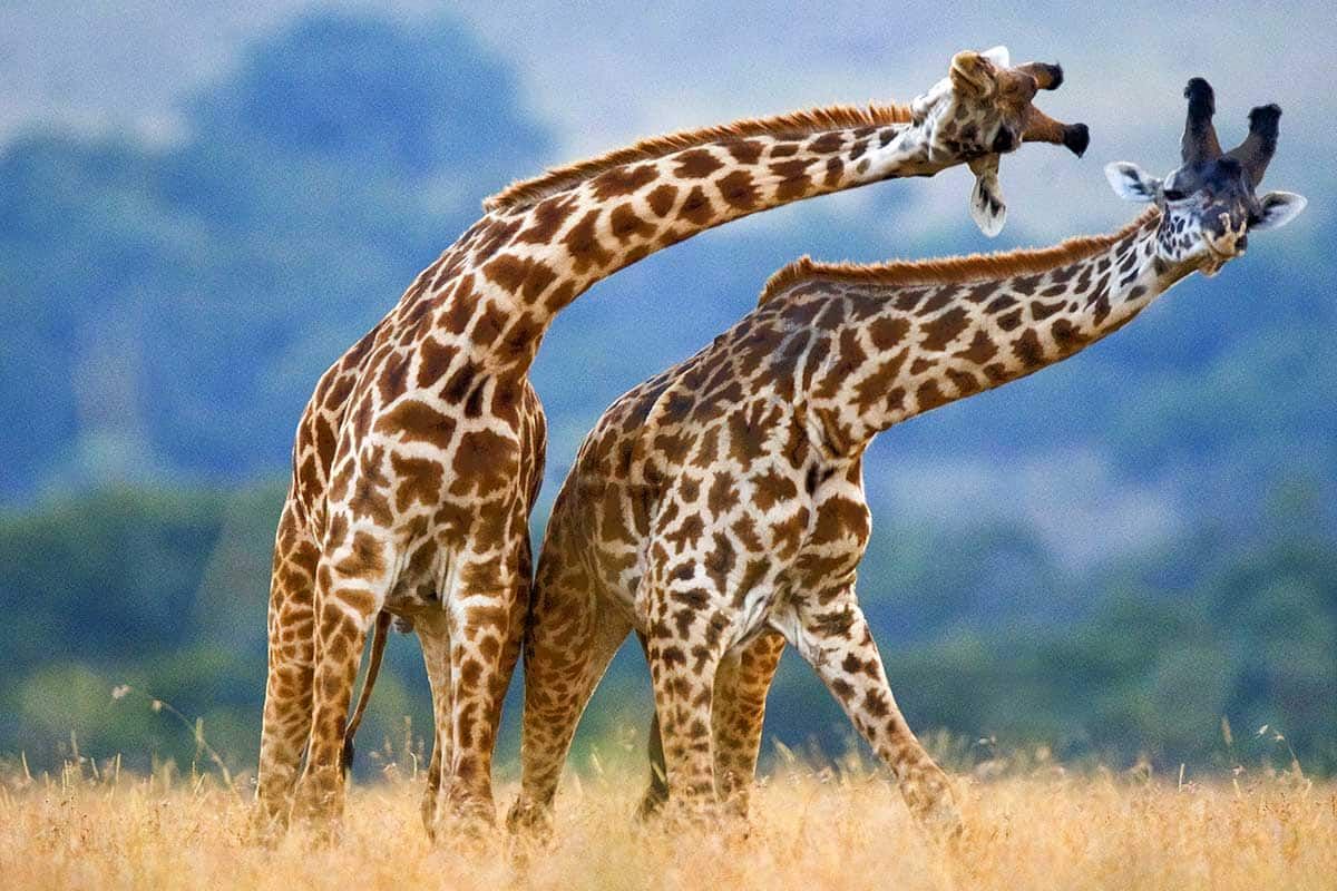 Circuit L'essentiel du Kenya en 4x4 pas cher photo 1