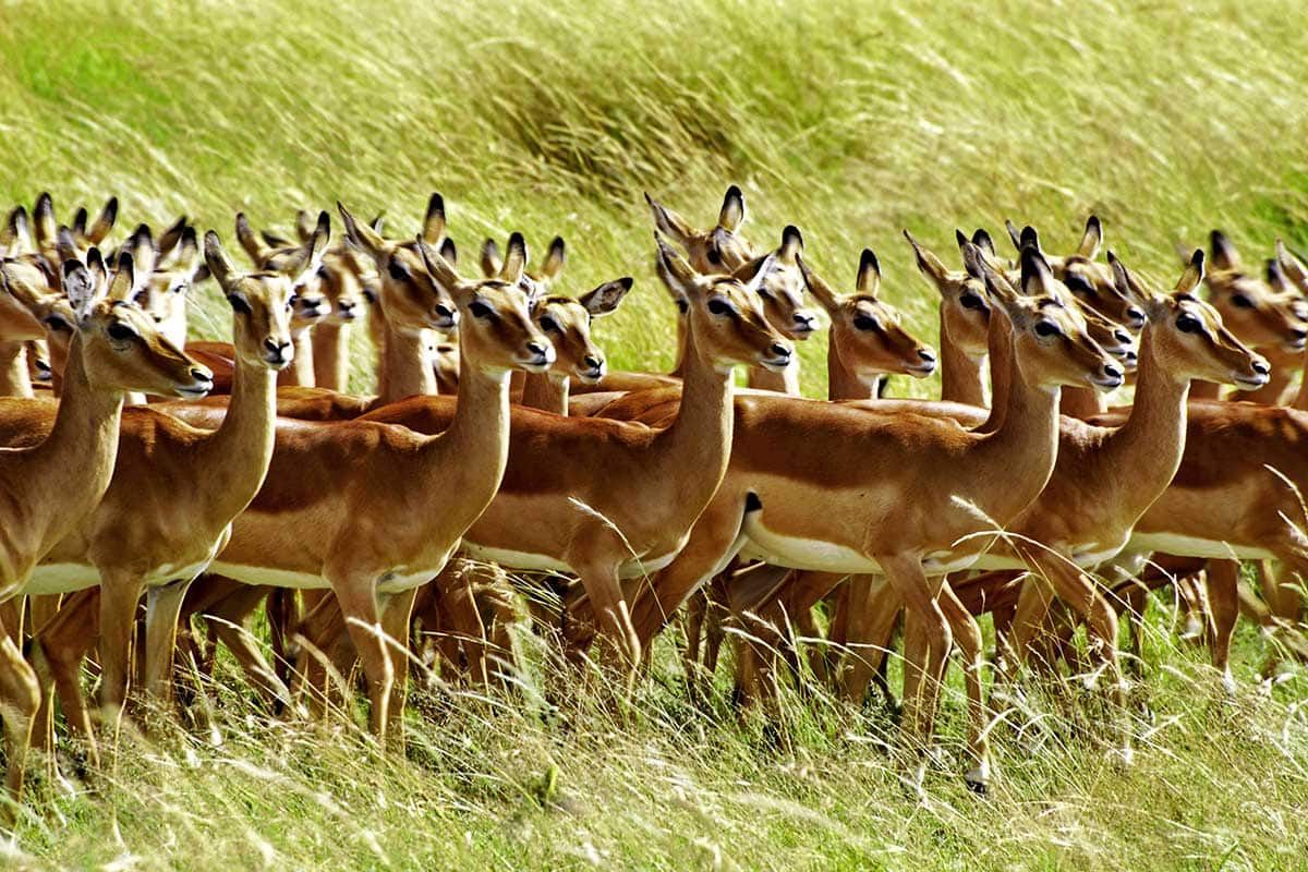 Circuit L'essentiel du Kenya en 4x4 pas cher photo 4