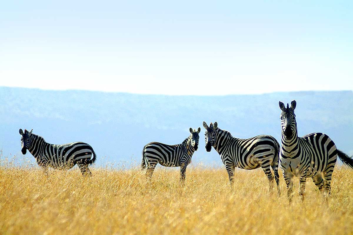 Circuit L'essentiel du Kenya en 4x4 pas cher photo 5
