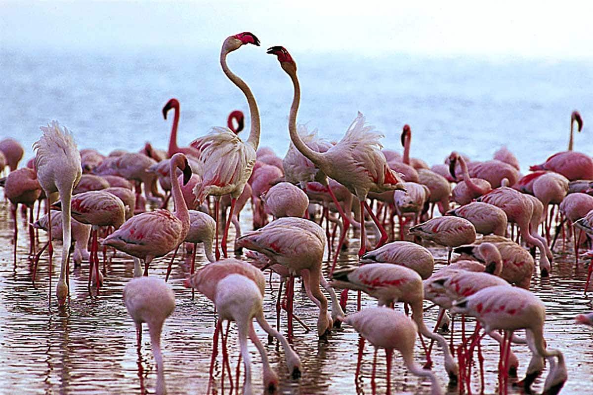 Circuit L'essentiel du Kenya en 4x4 pas cher photo 6