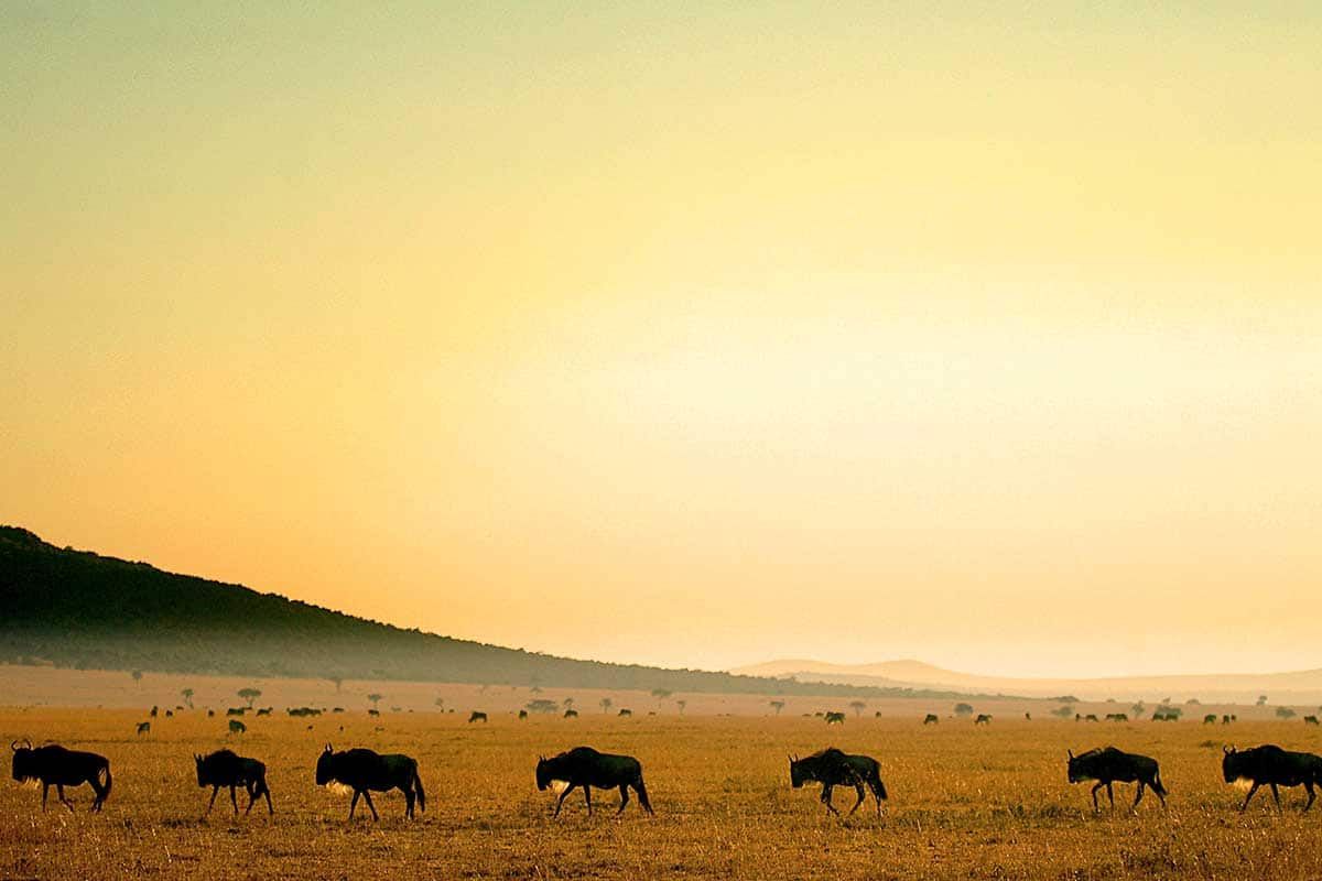 Circuit L'essentiel du Kenya en 4x4 pas cher photo 11