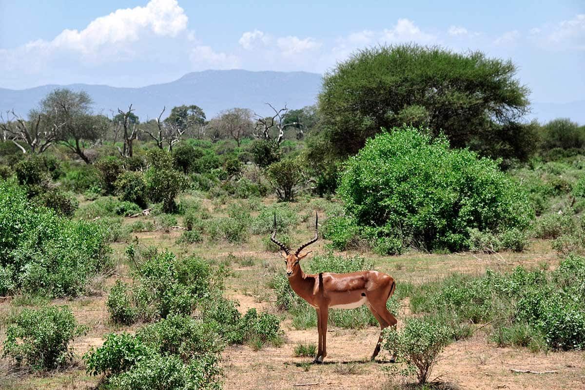 Circuit L'essentiel du Kenya en 4x4 pas cher photo 12