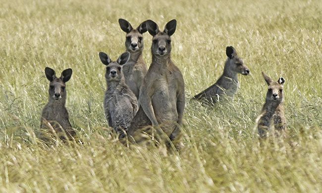 LUMIERE D'AUSTRALIE pas cher photo 3