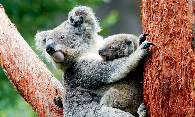 LUMIERE D'AUSTRALIE pas cher photo 4