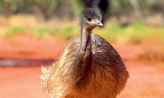 LUMIERE D'AUSTRALIE pas cher photo 7