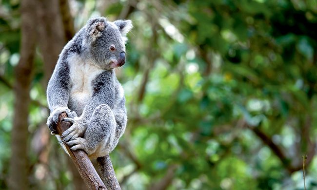 VICTORIA STATE + LUMIERE D'AUSTRALIE pas cher photo 11