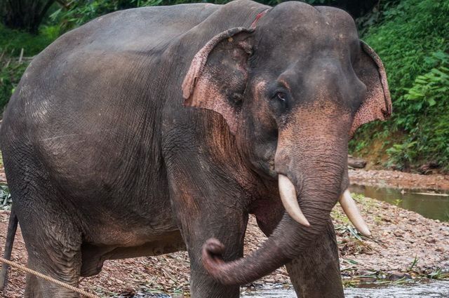 Andaman Odyssée (cat. 2) - Thailande, Malaisie pas cher photo 9