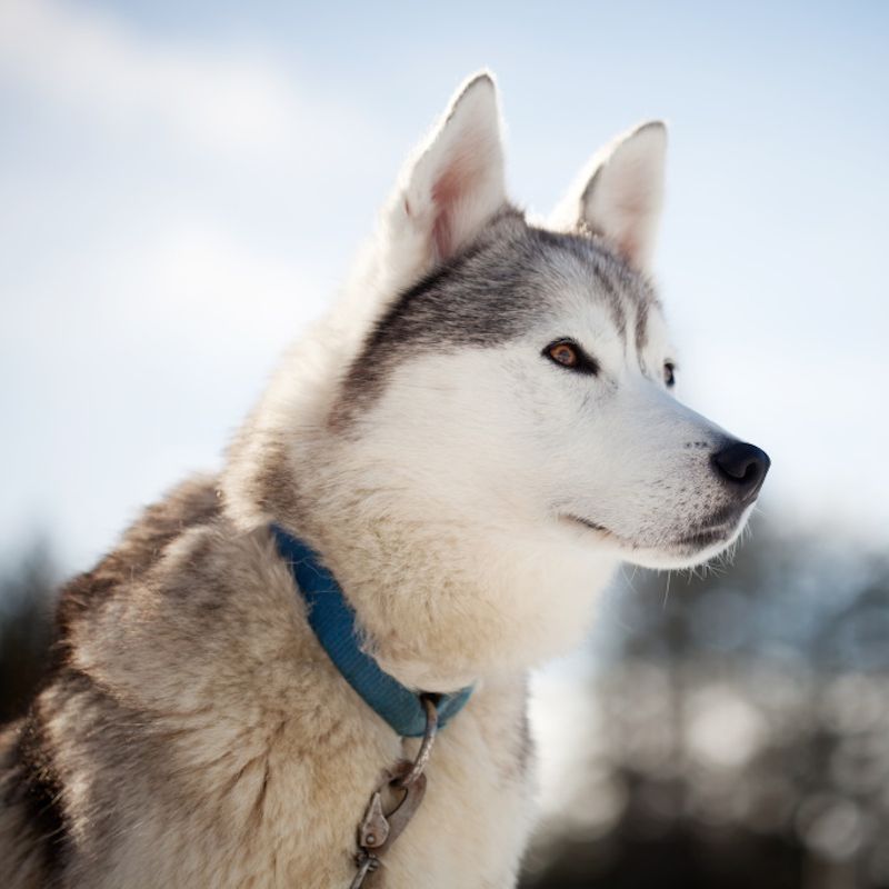 Séjour activités "Balade en Laponie" Mondi Club Sodankyla pas cher photo 12