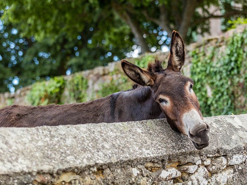 Circuit Itinéraire d'exception en Haute-Corse au départ de Bastia pas cher photo 2