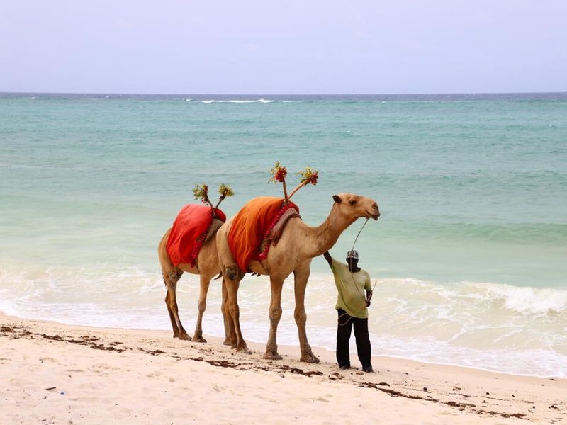 Diani Reef Beach Resort 5* pas cher photo 20