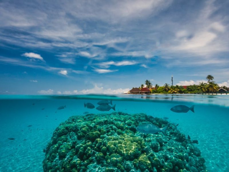 Hôtel Dhigufaru Island Resort 5* pas cher photo 30