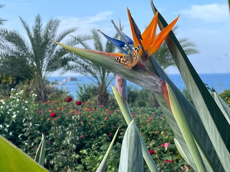 Hôtel Aphrodite Beach 3* pas cher photo 6