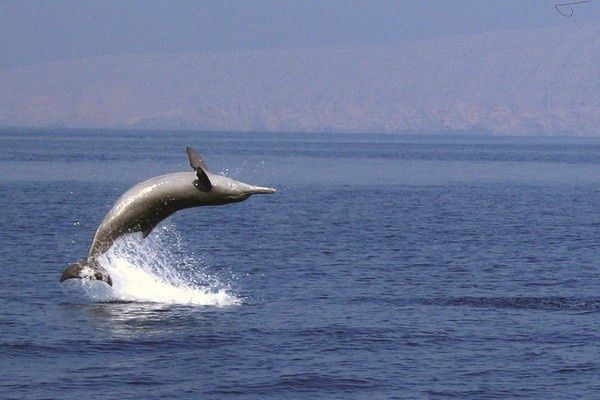 Hôtel Grand Millennium Muscat Hotel, Immersion by Fram Mascate 5* pas cher photo 15