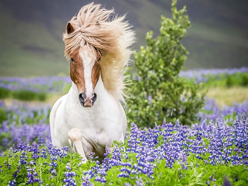 City Break - À la recherche du soleil de minuit pas cher photo 8