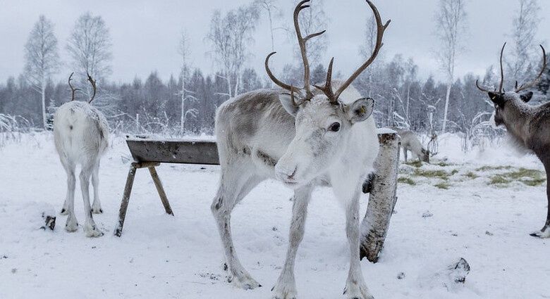 Hôtel Pite Havsbad - Séjour au coeur de la Laponie Suédoise pas cher photo 2