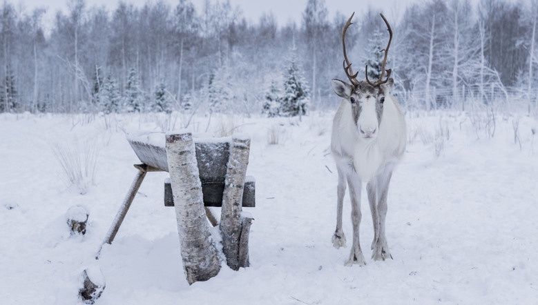 Hôtel Pite Havsbad - Séjour au coeur de la Laponie Suédoise pas cher photo 11