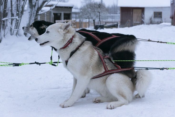Hôtel Pite Havsbad - Séjour au coeur de la Laponie Suédoise pas cher photo 12