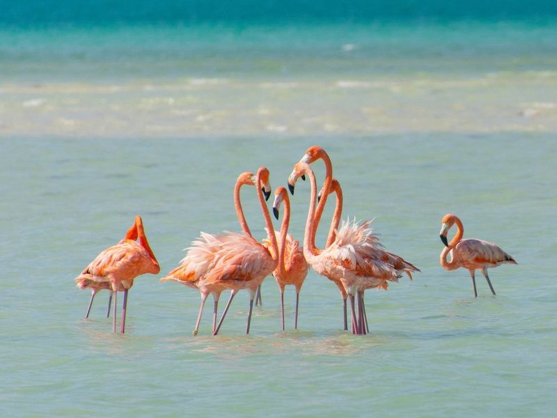 Hôtel Holbox, Île Lumière : Le secret du Yucatan 4* pas cher photo 9