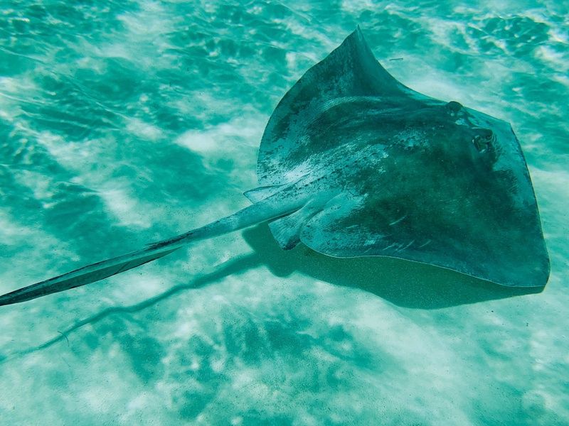 Hôtel Holbox, Île Lumière : Le secret du Yucatan 4* pas cher photo 24