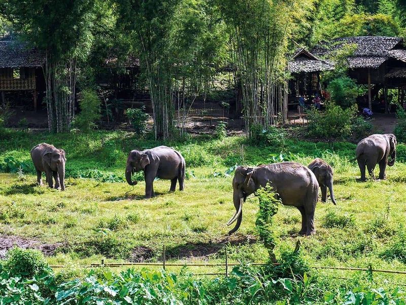 Combiné 11 nuits Immersion au Cœur de la Thaïlande : Bangkok, Chiang Mai, Khao Sok et Plages en Hôte pas cher photo 25