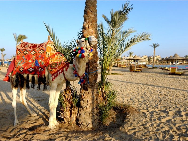 Hôtel Desert Rose 4* pas cher photo 38