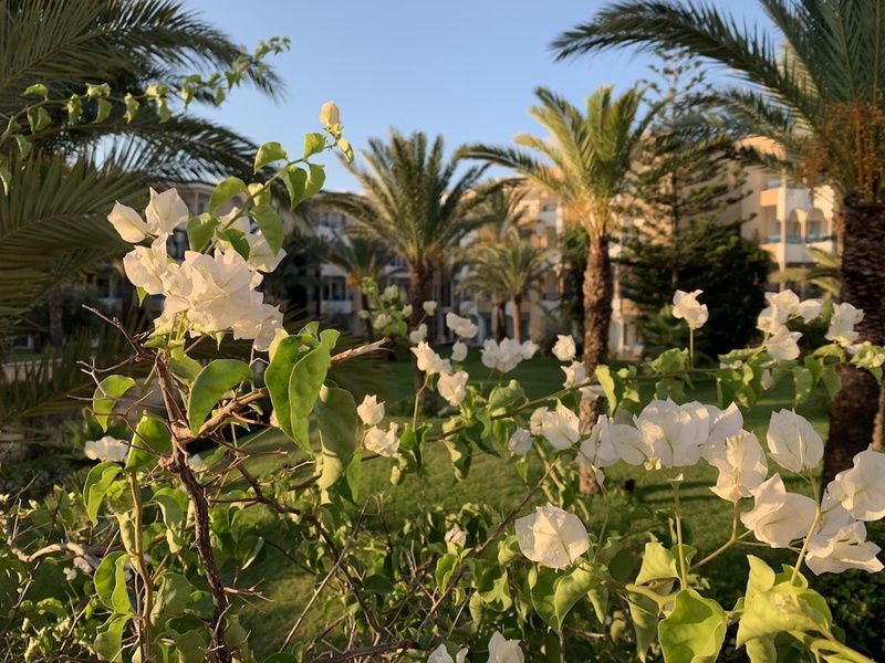 Hôtel Hasdrubal Thalassa & Spa Yasmine Hammamet 5*(nl) pas cher photo 78