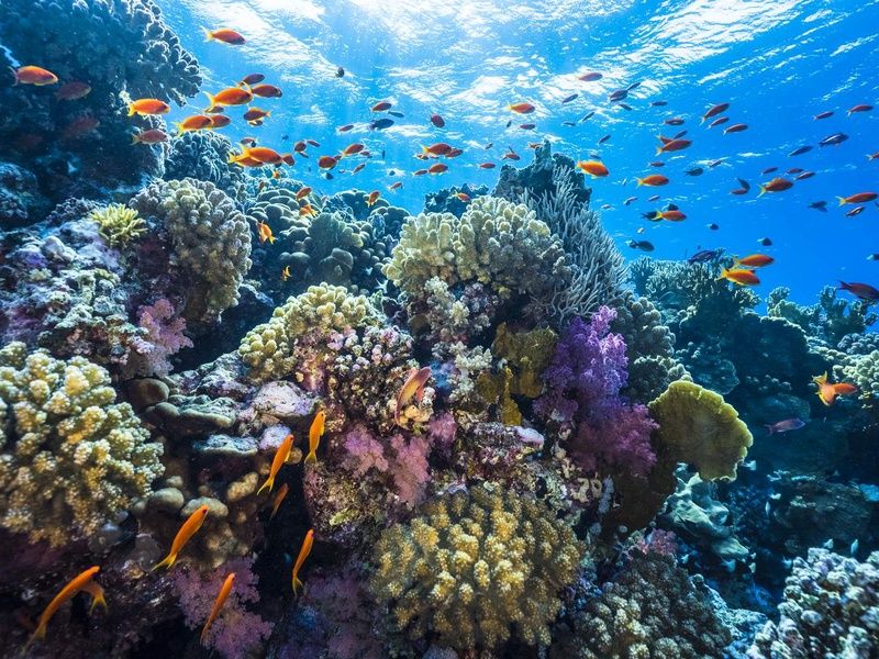 Club Blue Reef Resort 4* Marsa Alam pas cher photo 6