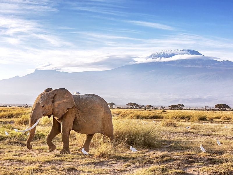 Hôtel Leopard Beach Resort 5* + Safari 3 nuits pas cher photo 16