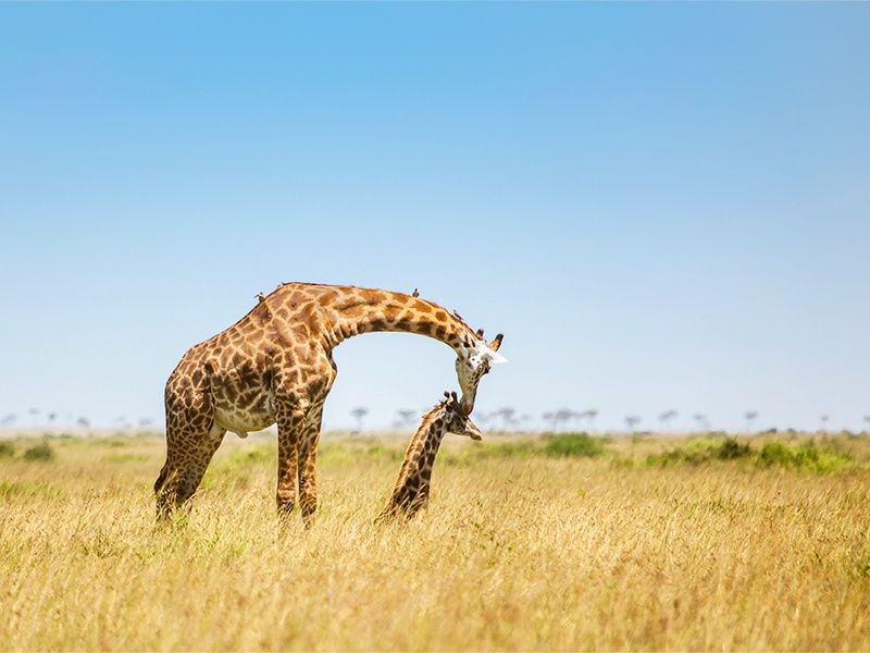 Hôtel Leopard Beach Resort 5* + Safari 3 nuits pas cher photo 17