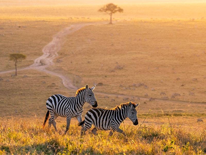 Hôtel Leopard Beach Resort 5* + Safari 3 nuits pas cher photo 19