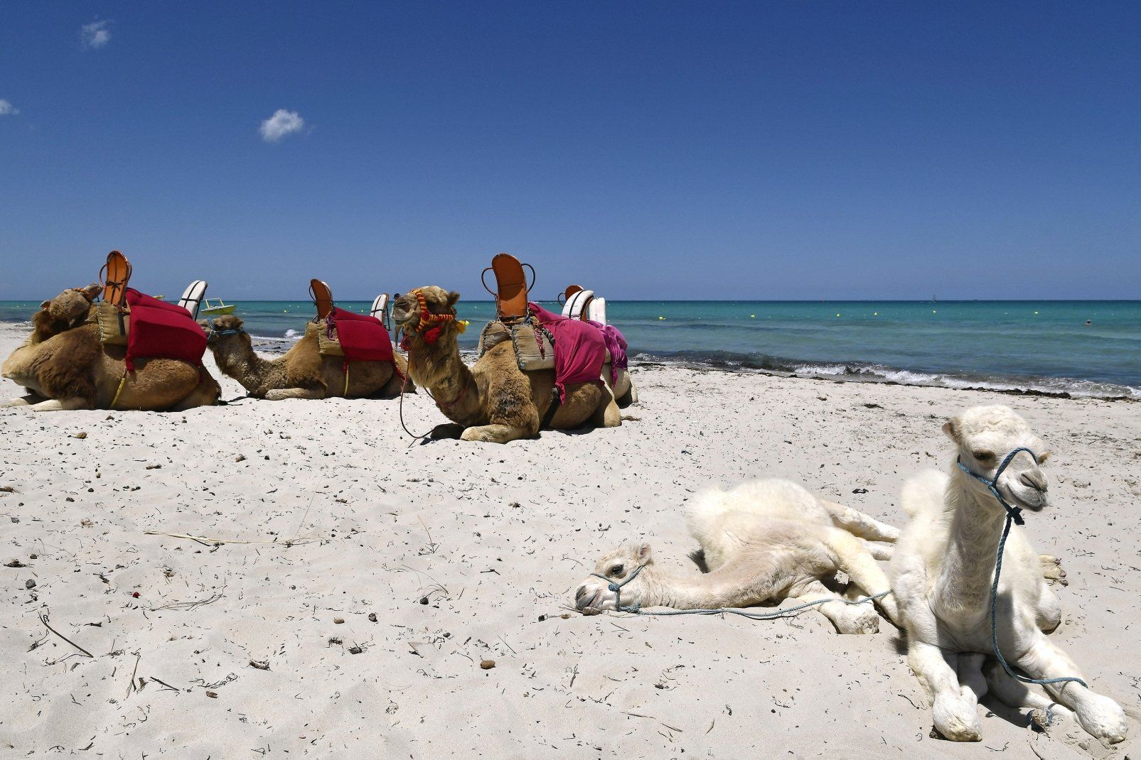 Hôtel Baya Beach Aqua Park Resort & Thalasso - 3* pas cher photo 44