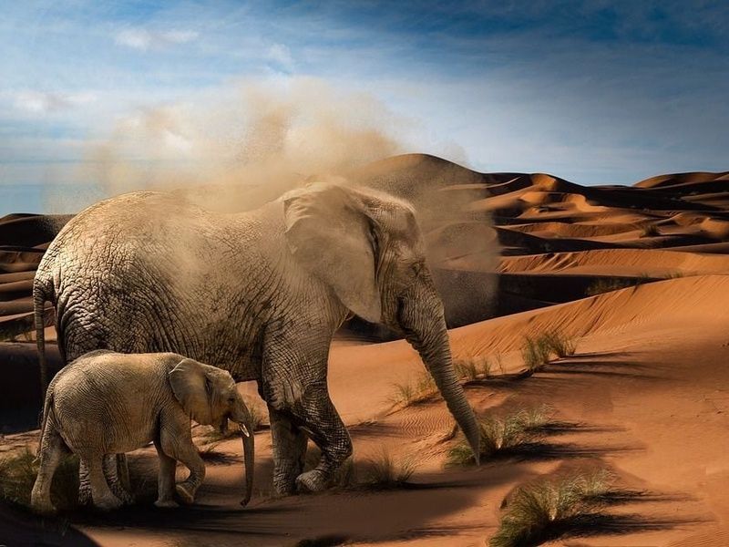 Hôtel Bamburi Beach Hôtel 3* et Safari 3 nuits pas cher photo 23