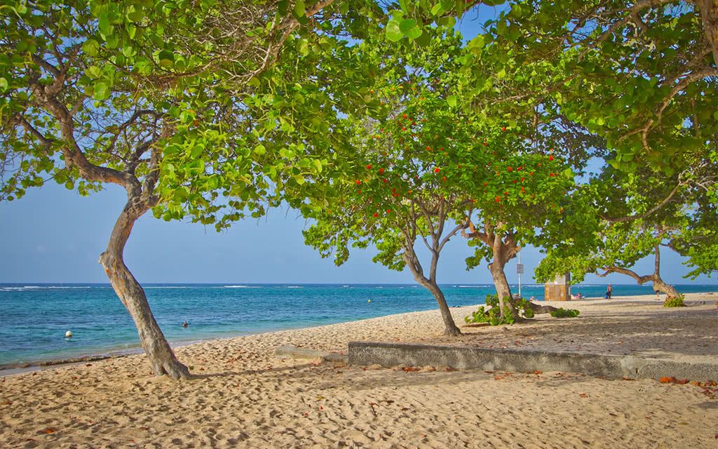 Résidence Tropicale - Location de voiture incluse pas cher photo 3