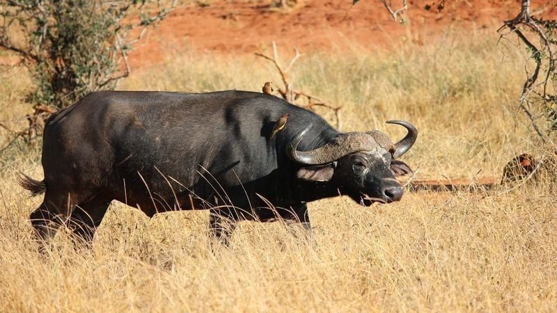 Hôtel Baobab Beach Resort and Spa 4* et Safari 3 nuits pas cher photo 23